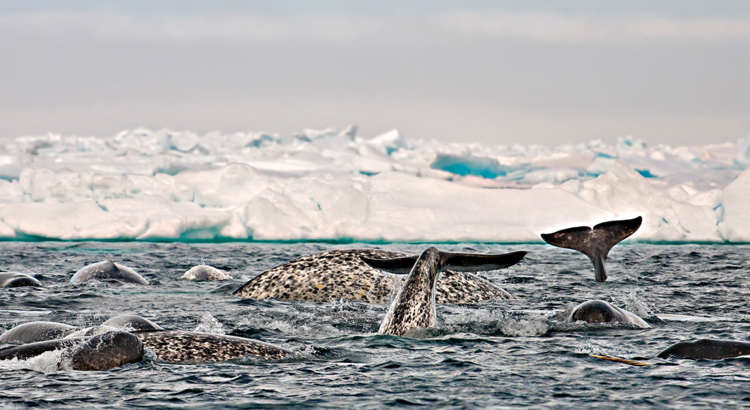 Kanada Nunavut Arctic Bay Wale Eisberg Foto Michelle Valberg